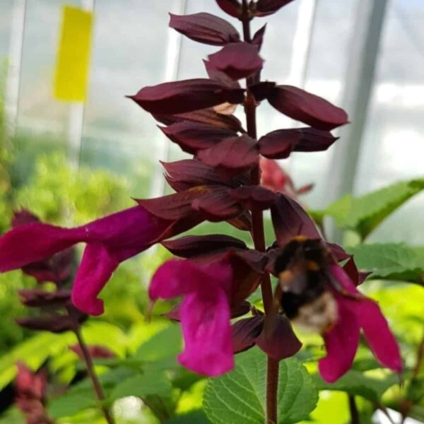 Salvia Rockin Fuchsia 3
