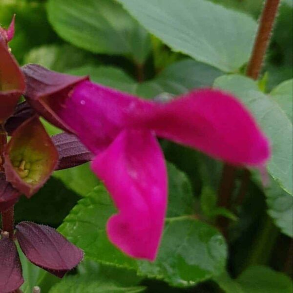 Salvia Rockin Fuchsia 4 e1643797942475