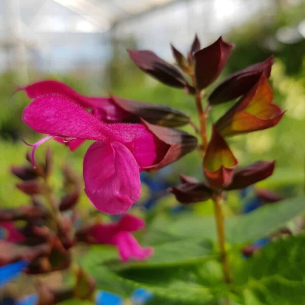 Salvia Rockin Fuchsia 5