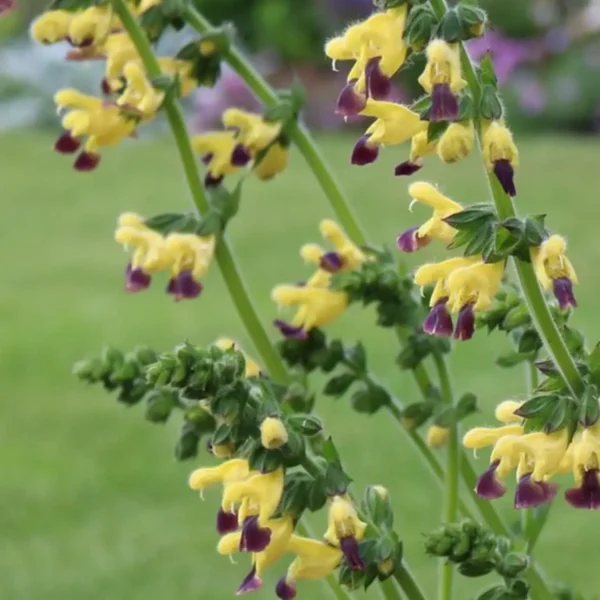 Salvia flava var. megalantha bulleyana 1