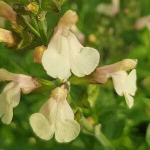 Salvia greggii ‘Creme Caramel 6.v2 1
