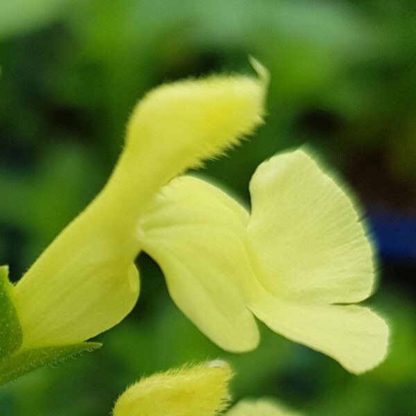 Salvia greggii ‘Lemon Light 1 1