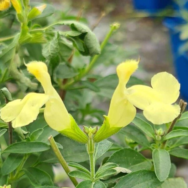 Salvia greggii ‘Lemon Light 3