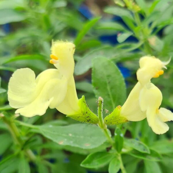 Salvia greggii ‘Lemon Light 4