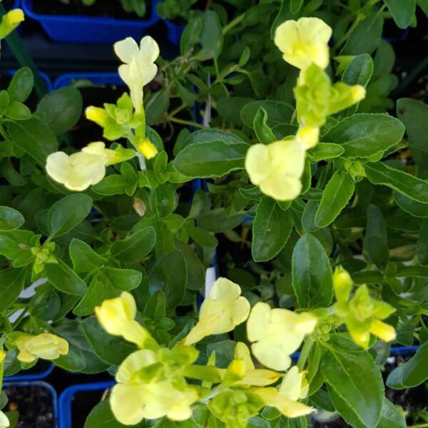 Salvia greggii ‘Lemon Light 5 scaled