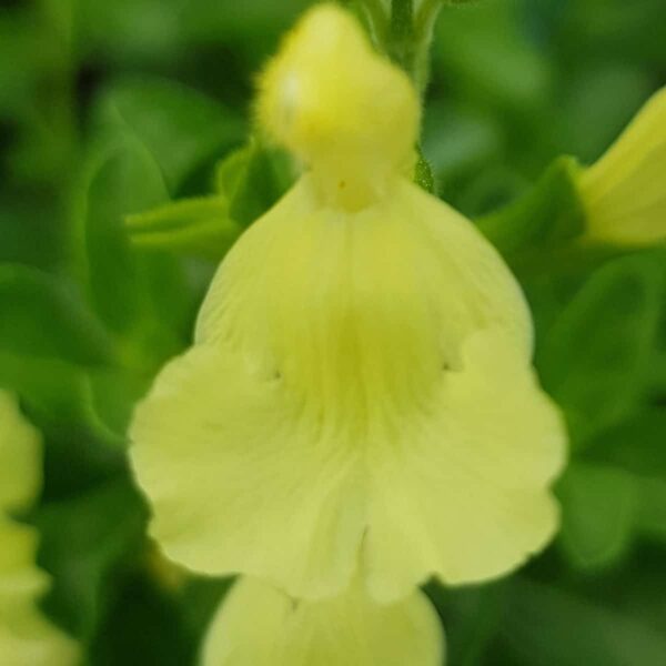 Salvia greggii ‘Lemon Light 7