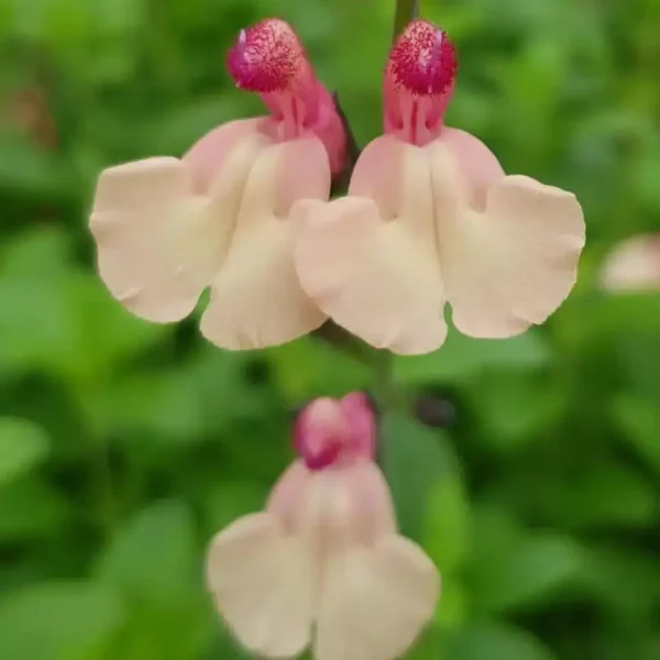 Salvia greggii Strawberries and Cream 4 1 compress