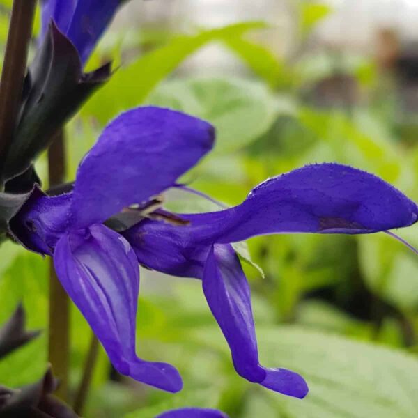 Salvia guaranitica ‘Black and Bloom 2