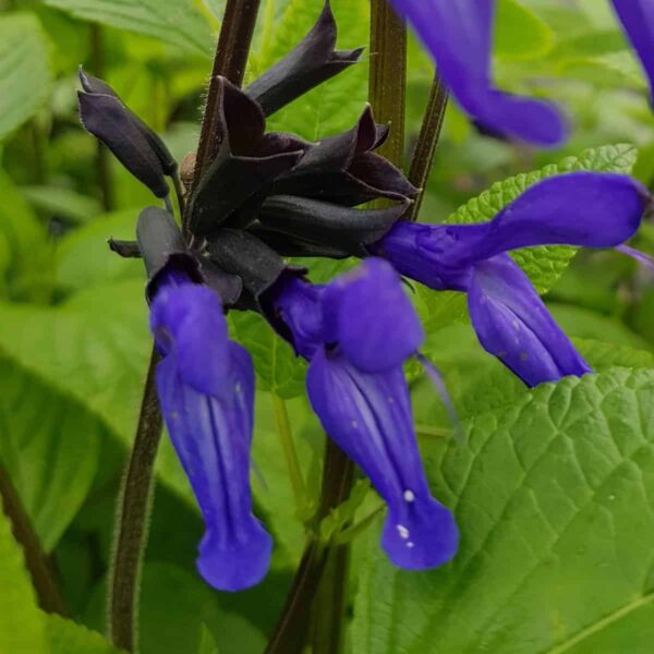 Salvia guaranitica ‘Black and Bloom 3