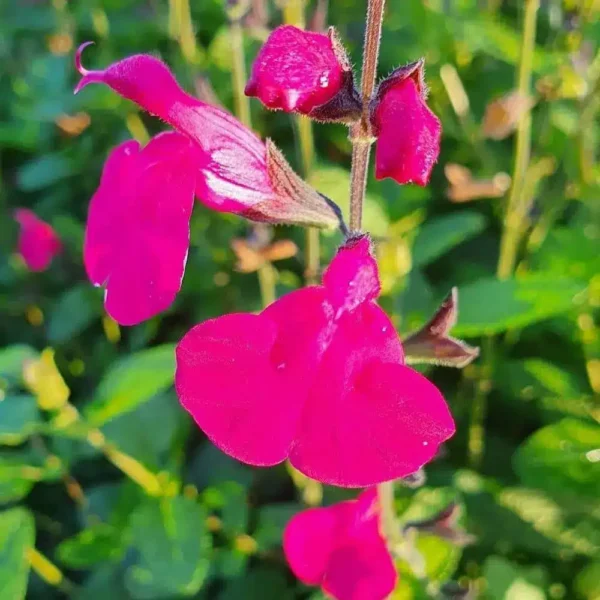 Salvia microphylla Cerro Postel 3 3 1 compress