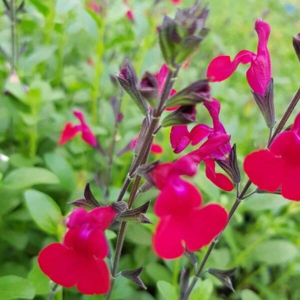 Salvia microphylla ‘Bordeaux 4 scaled