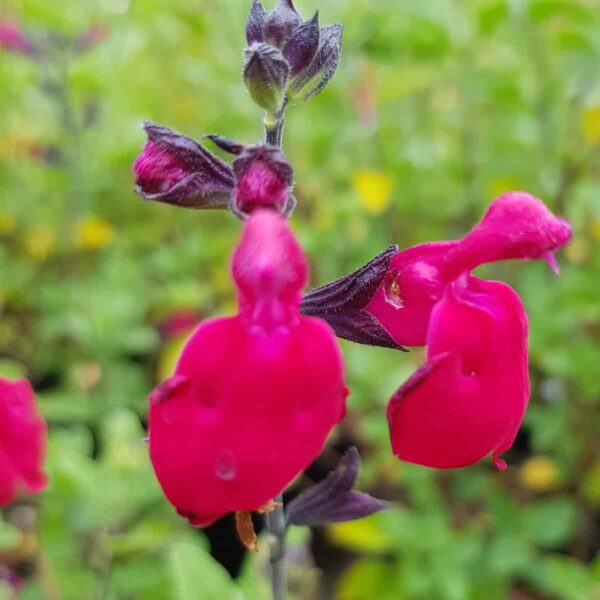 Salvia microphylla ‘Bordeaux 5