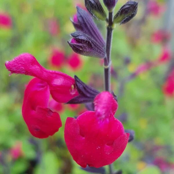 Salvia microphylla ‘Bordeaux 6