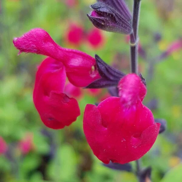 Salvia microphylla ‘Bordeaux 7
