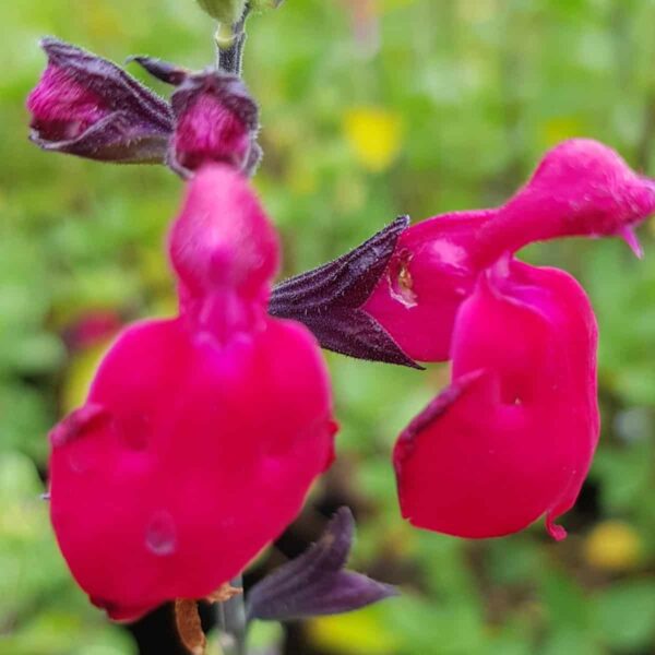 Salvia microphylla ‘Bordeaux 9