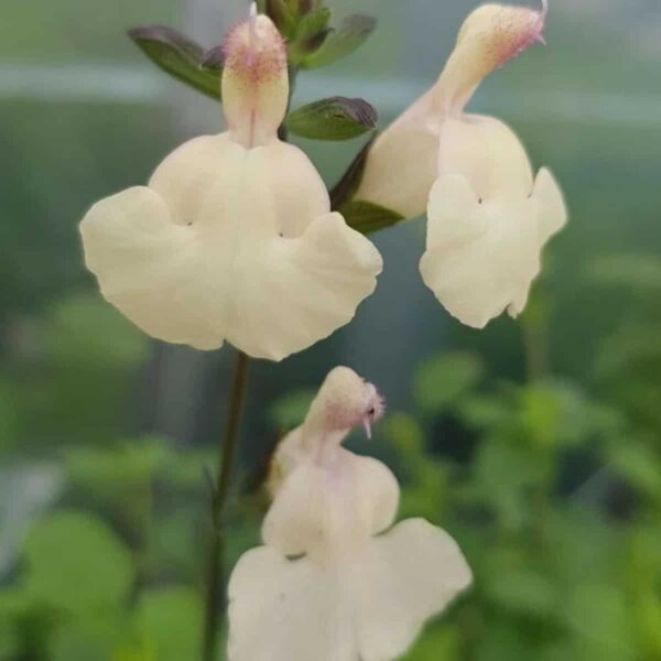Salvia microphylla ‘Heatwave Glimmer 2