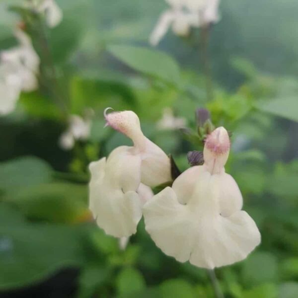 Salvia microphylla ‘Heatwave Glimmer 3