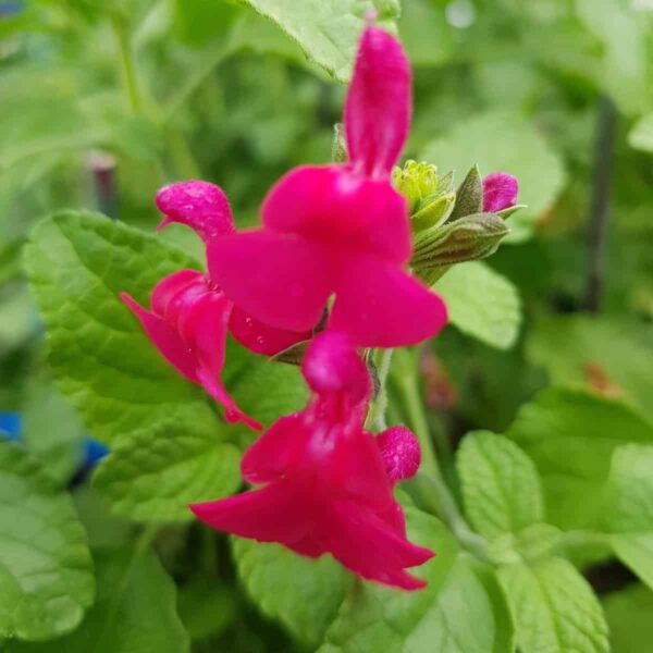 Salvia microphylla ‘San Carlos Festival 2 scaled