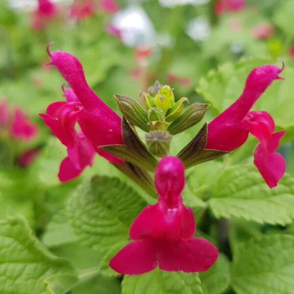Salvia microphylla ‘San Carlos Festival 3 scaled