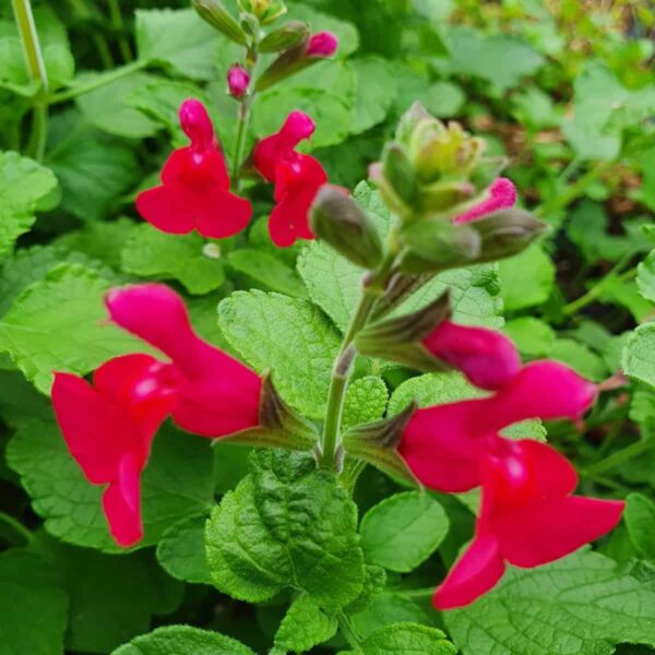 Salvia microphylla ‘San Carlos Festival 7 scaled