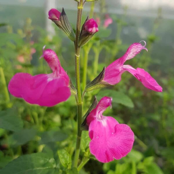 Salvia microphylla ‘Wild Watermelon 1