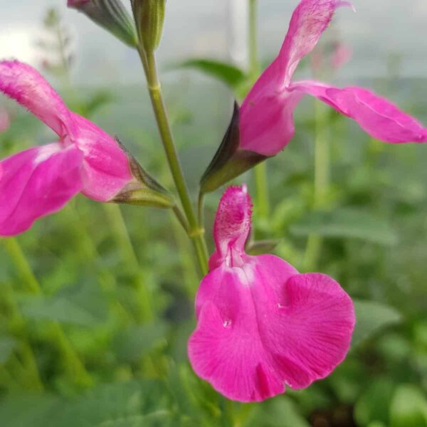 Salvia microphylla ‘Wild Watermelon 4 scaled