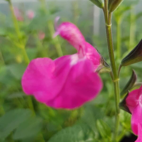 Salvia microphylla ‘Wild Watermelon 5 scaled