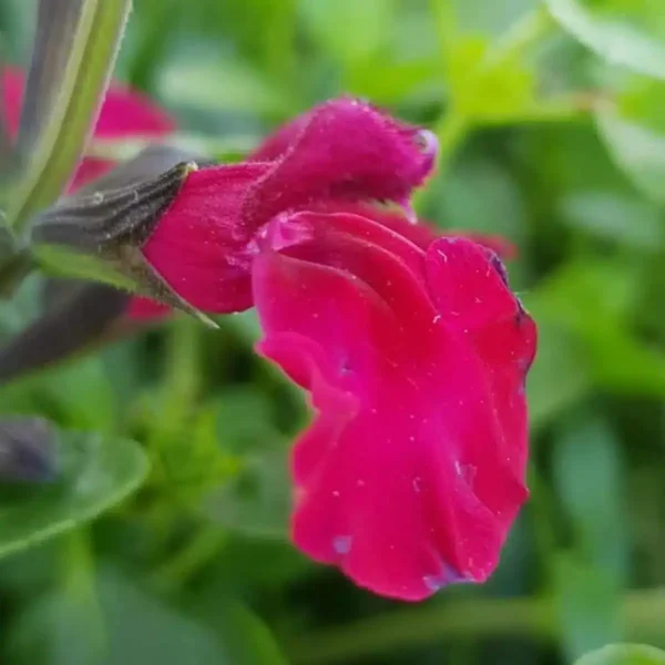 Salvia microphylla Makris 2 1 compress.v2
