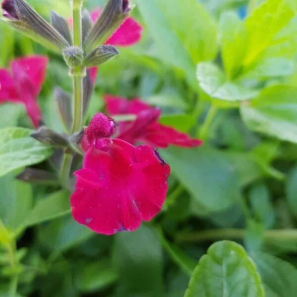 Salvia microphylla Makris 3 1 compress.v2
