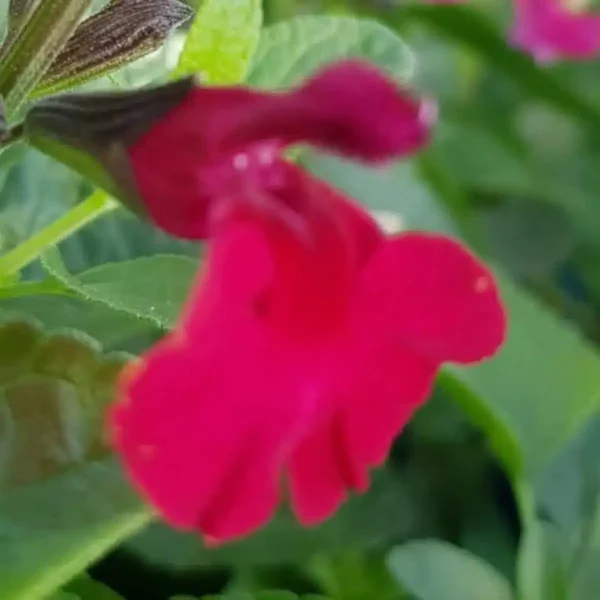 Salvia microphylla Makris 4 1 compress.v4