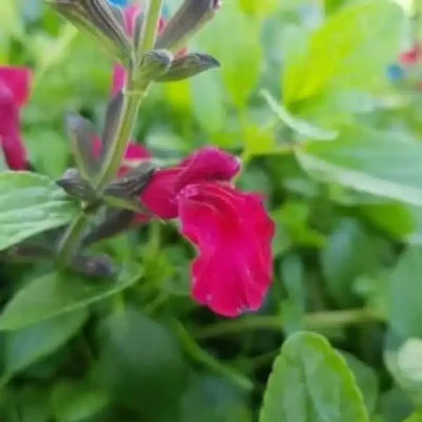 Salvia microphylla Makris 5 1 compress.v2
