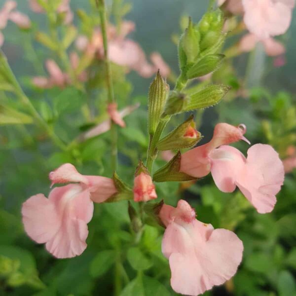 Salvia microphylla Ribambelle 2 scaled