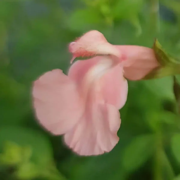 Salvia microphylla Ribambelle 3