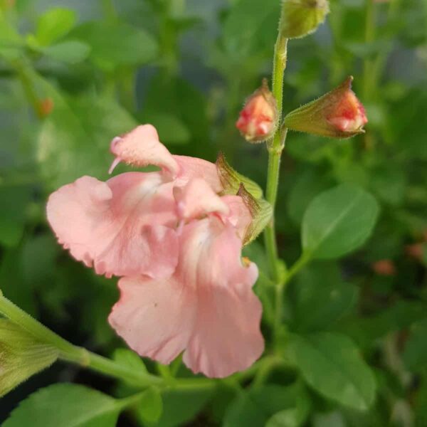 Salvia microphylla Ribambelle 5 scaled