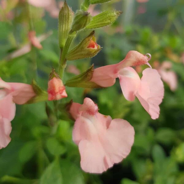 Salvia microphylla Ribambelle 6 scaled