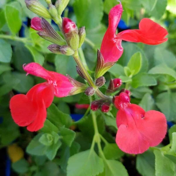 Salvia microphylla Suzanne 2 e1644156095818