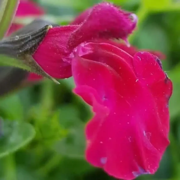 Salvia microphylla Suzanne 3