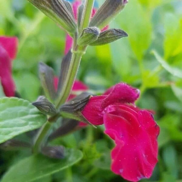 Salvia microphylla Suzanne 4
