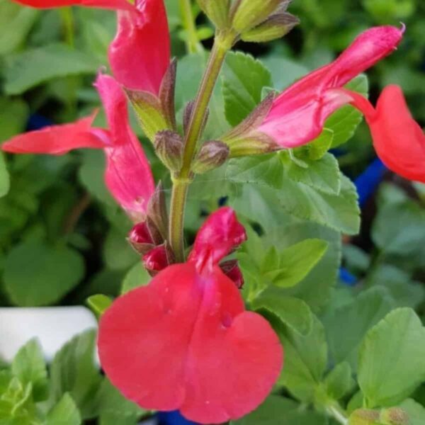 Salvia microphylla Suzanne 5 e1644156038817