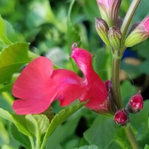 Salvia microphylla Suzanne 6 1