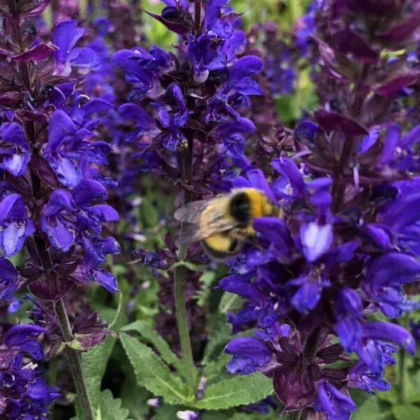 Salvia nemorosa ‘Blue Marvel 1.v2 1