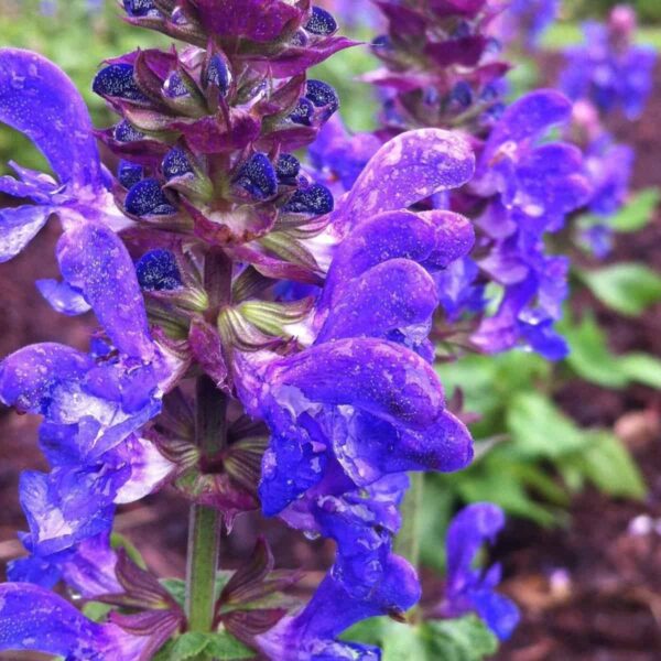 Salvia nemorosa ‘Blue Marvel 2.v2 1 scaled