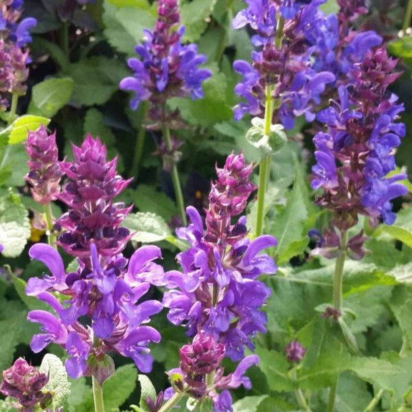 Salvia nemorosa ‘Blue Marvel 3.v2 1