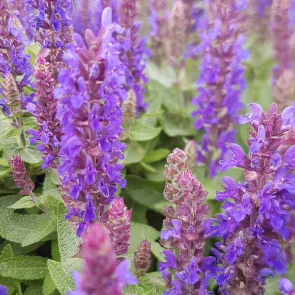 Salvia nemorosa ‘Salvatore Blue 2