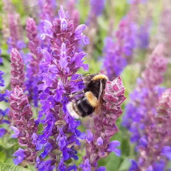 Salvia nemorosa ‘Salvatore Blue 4