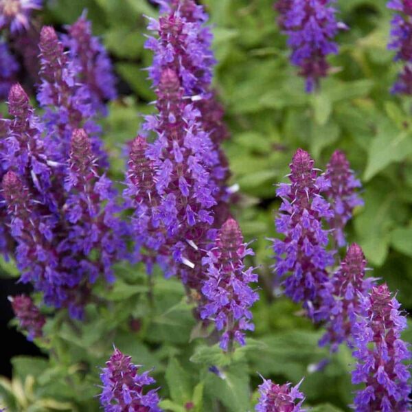 Salvia nemorosa ‘Salvatore Blue 5