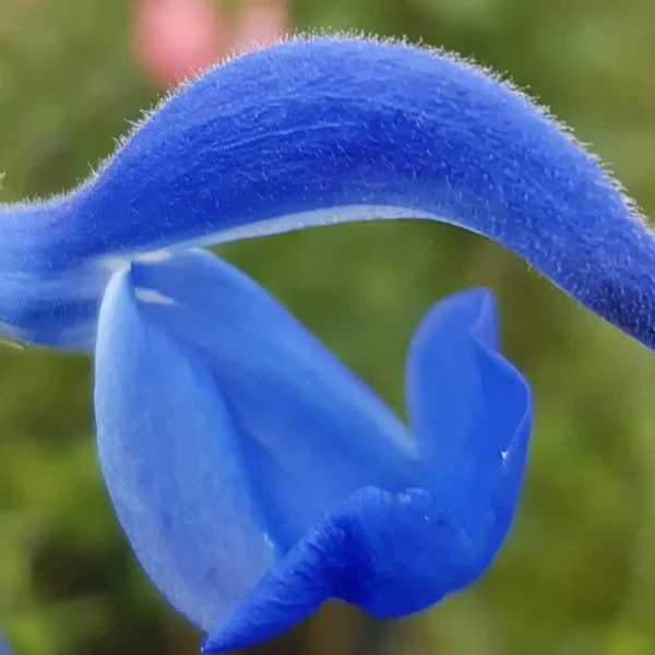Salvia patens Guanajuato 3 1 compress