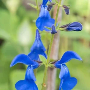Salvia patens Patio Deep Blue 2 1 compress.v2
