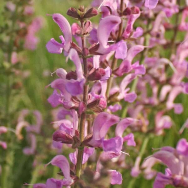 Salvia pratensis ‘Rose Rhapsody 3.v2
