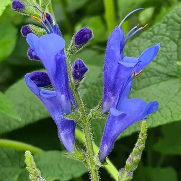 Salvia sagittata x ‘Blue Butterflies 2